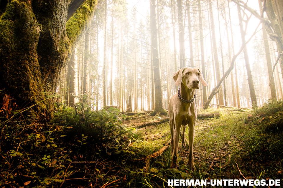Weimaraner im Eifelwald
