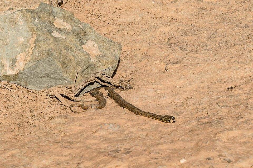 Schlange am Fort Bou Jerif