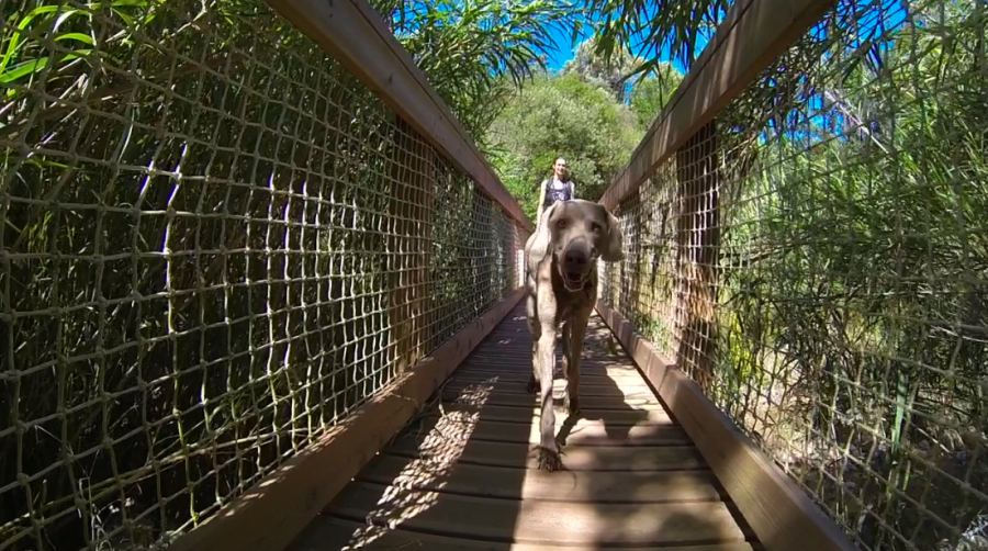 Hundewandern bei Cavalaire