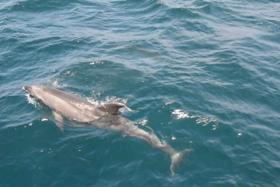 Delfin in der Straße von Gibraltar