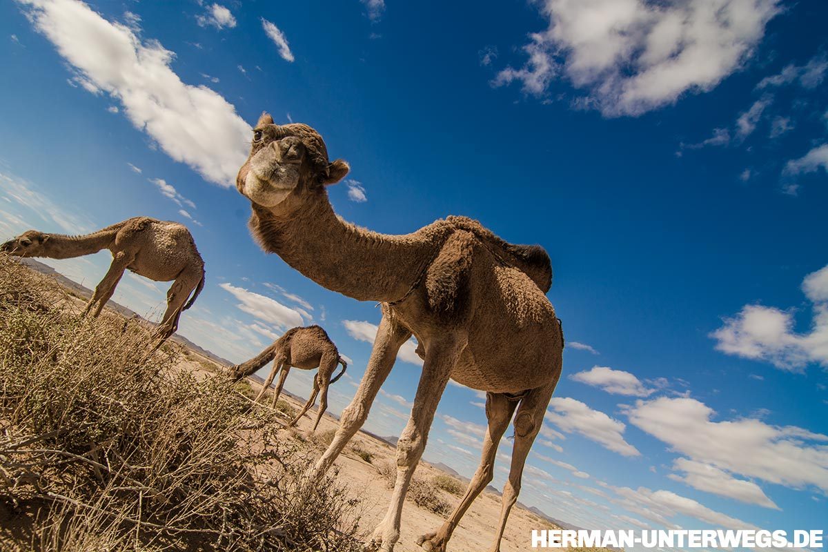 Dromedar, Oued Rheris