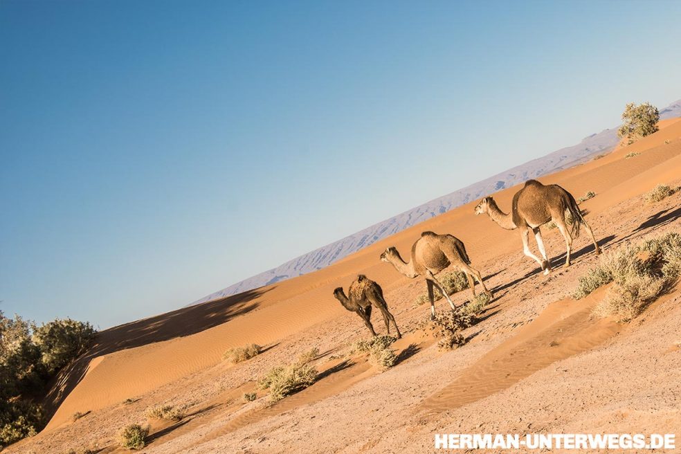 Dromedare im Erg Chegaga