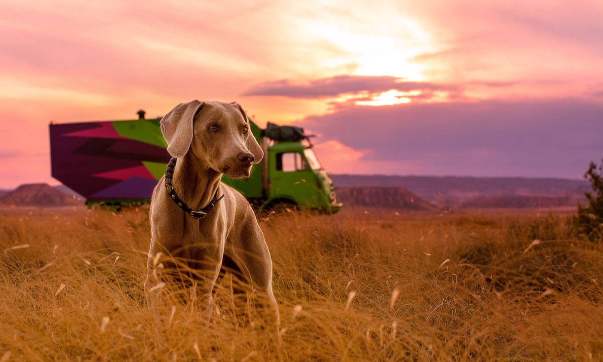 Weimaraner in der spanischen Wüste