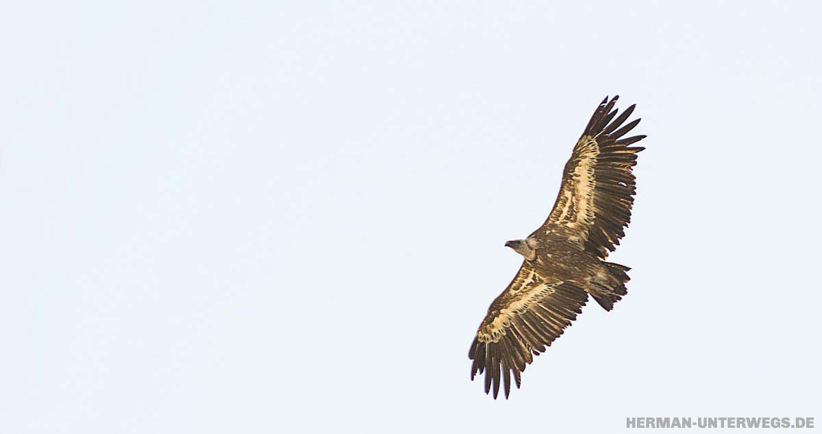 Gänsegeier Verdon Schlucht