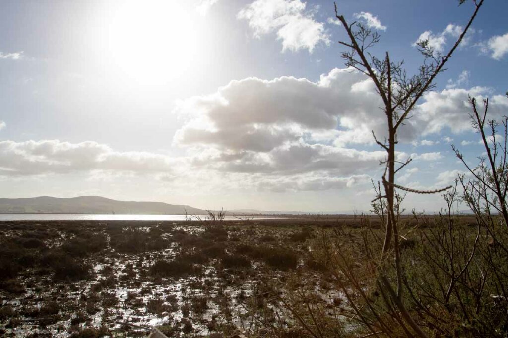 Ichkeul See Sumpfufer