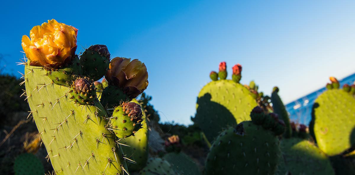 Kakteen an der Côte d'Azur