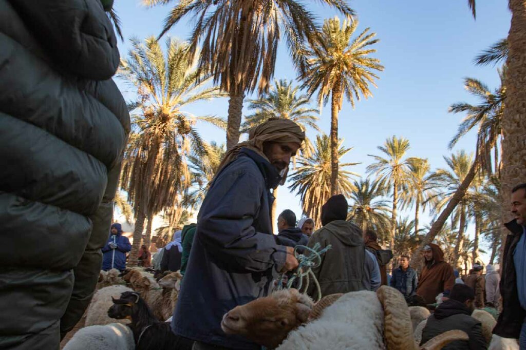 Tiermarkt Douz, Tunesien