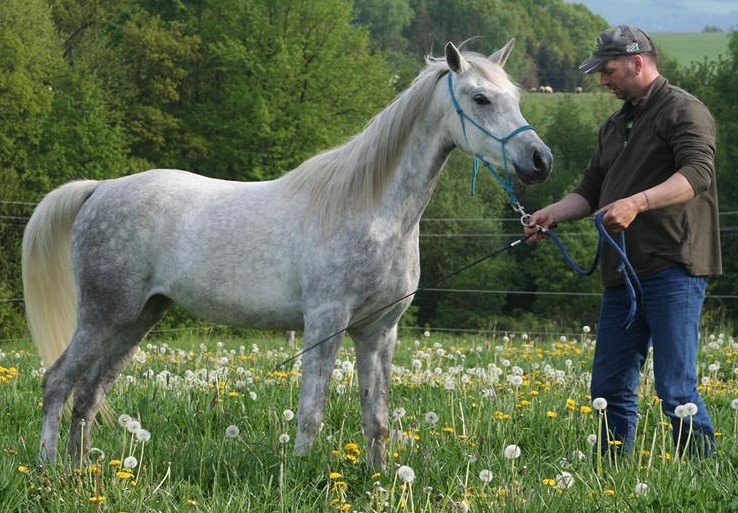 Arbeiten als mobiler Pferdetrainer