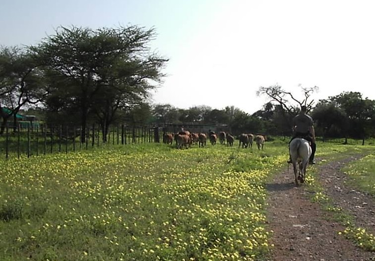 mobiler Pferdetrainer beim Kühe hüten in Afrika